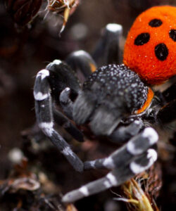 Onze natuur 2 lentevuurspin